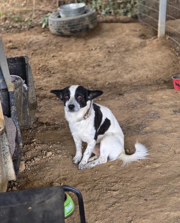 Bild 2: Monty – ein sanfter Hundejunge mit großem Herzen