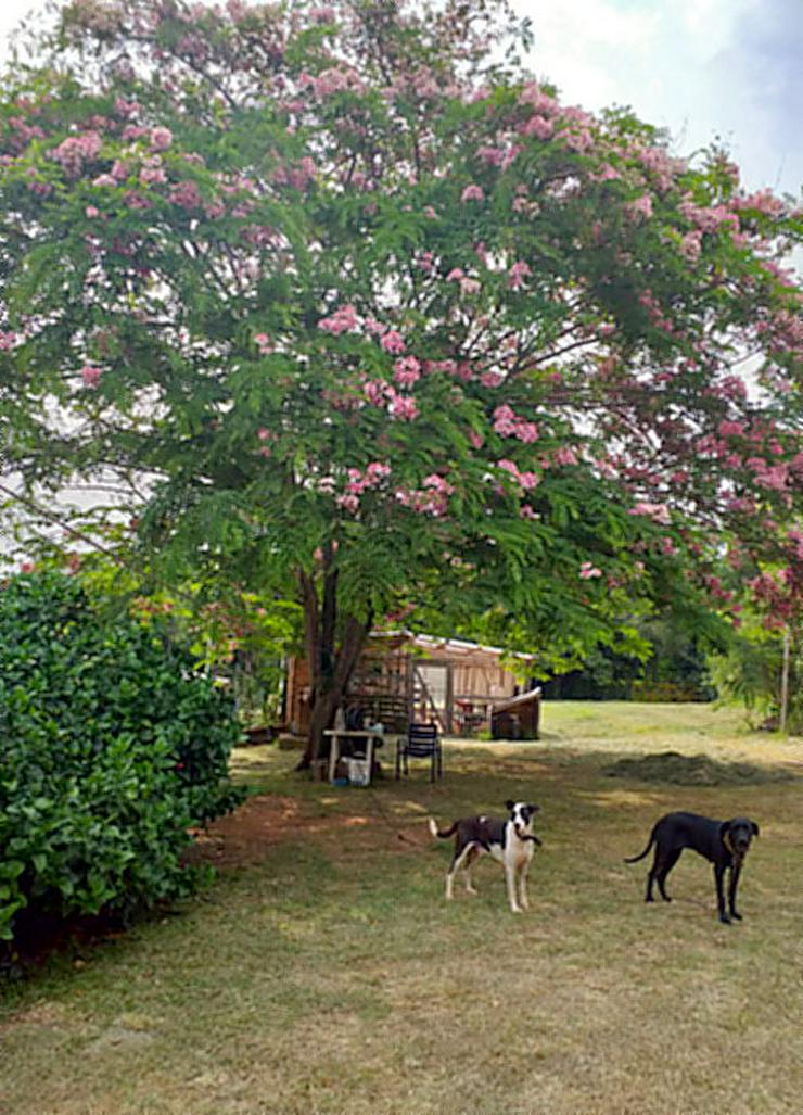 Bild 5: Haus mit großem Grundstück in Aguapety / Paraguay