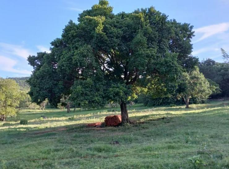 Bild 7: Haus mit sehr großem Grundstück im Bereich Jovera / Paraguay