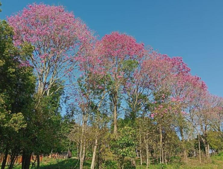 Bild 3: Haus mit sehr großem Grundstück im Bereich Jovera / Paraguay