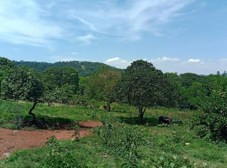 Bild 6: Haus mit sehr großem Grundstück im Bereich Jovere / Paraguay