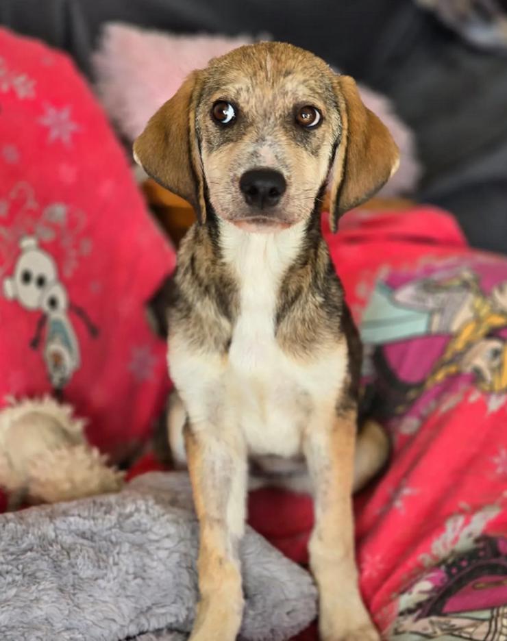 Hazel – tapfer und voller Vertrauen - Mischlingshunde - Bild 1