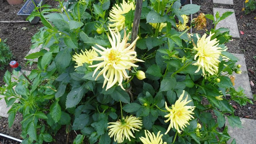 gelbe Strahlendahlie 90 cm hoch - Gartenpflanzen - Bild 1