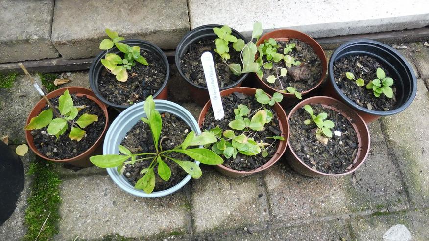 verschiedene winterharte Stauden abzugeben - Gartenpflanzen - Bild 1