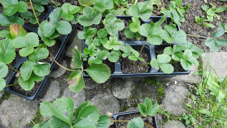 ca 20  Erdbeerpflanzen - Gartenpflanzen - Bild 1