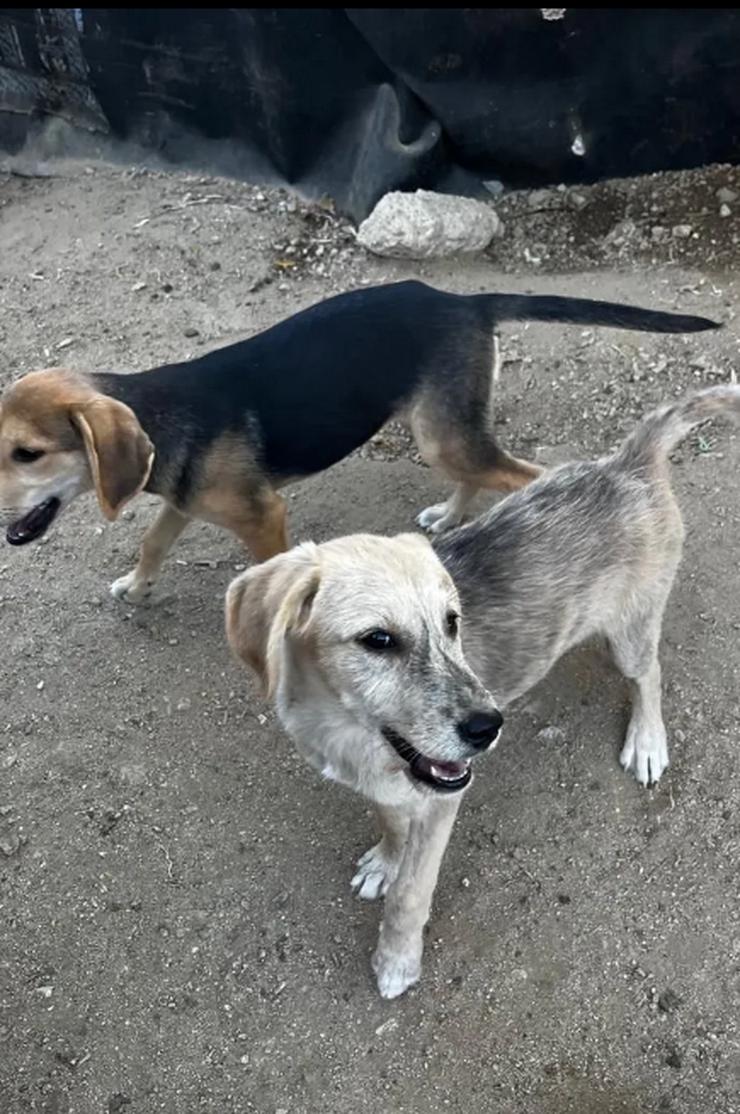 Bild 5: Jason – ein liebevoller Hundejunge wartet auf seine Chance