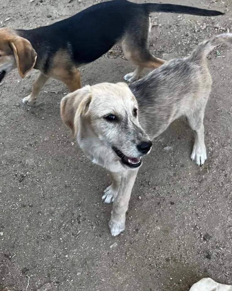 Bild 5: Jason – ein liebevoller Hundejunge wartet auf seine Chance
