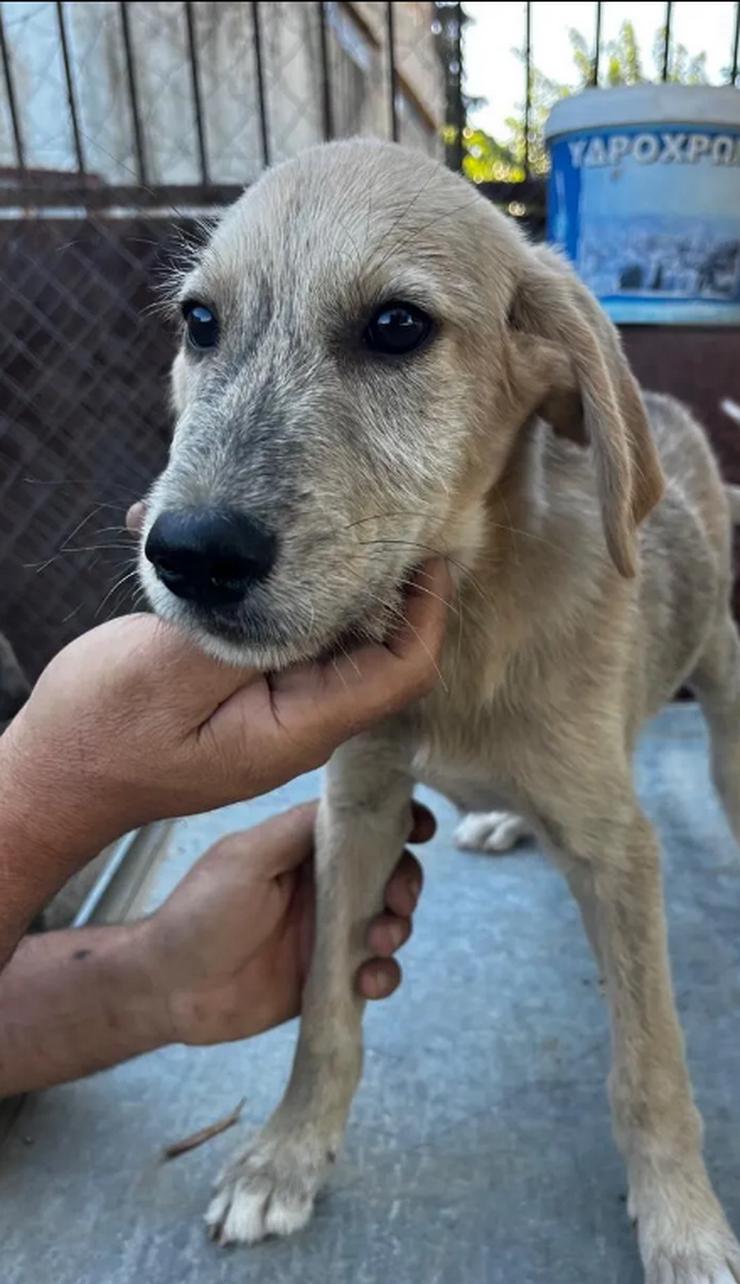 Bild 2: Jason – ein liebevoller Hundejunge wartet auf seine Chance