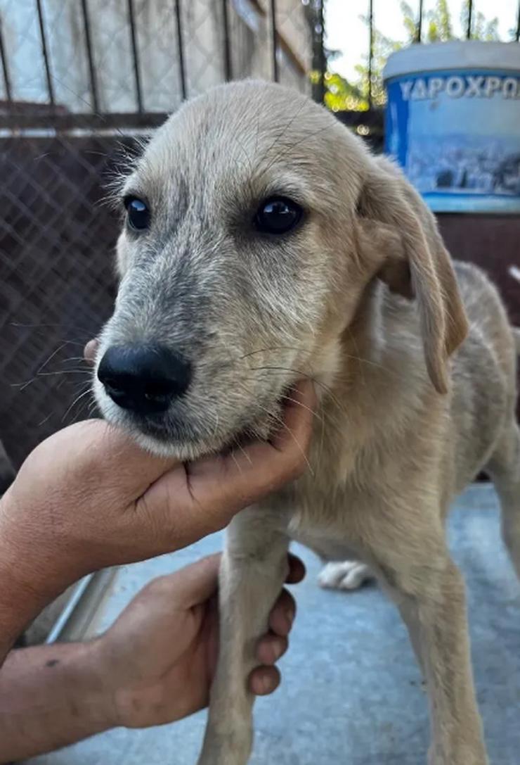 Jason – ein liebevoller Hundejunge wartet auf seine Chance - Mischlingshunde - Bild 1