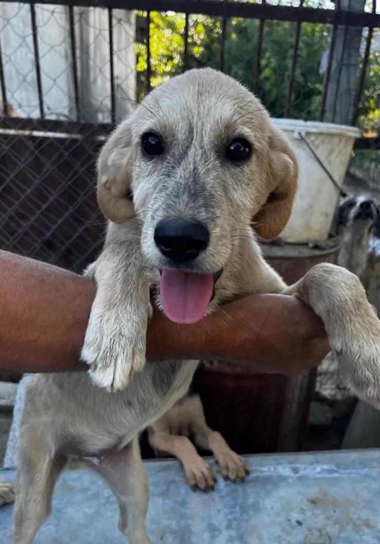 Bild 2: Jason – ein liebevoller Hundejunge wartet auf seine Chance