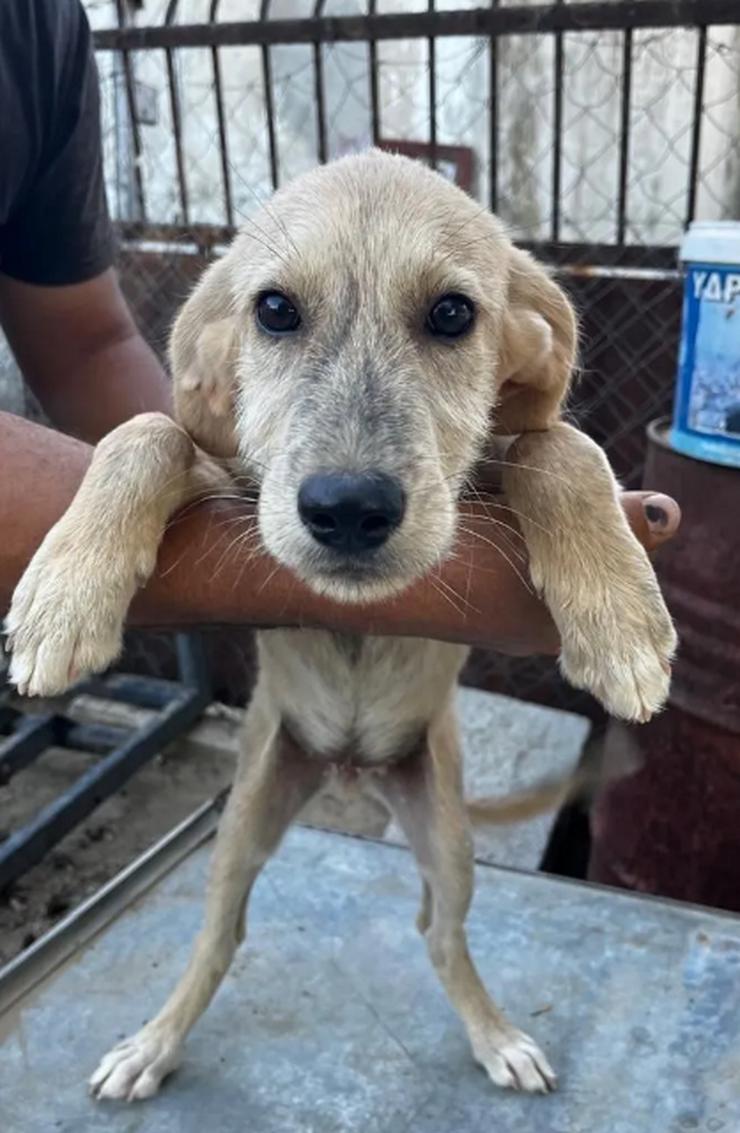 Bild 3: Jason – ein liebevoller Hundejunge wartet auf seine Chance