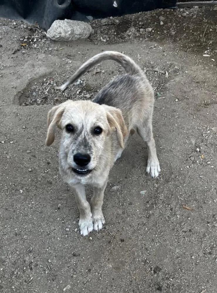 Bild 4: Jason – ein liebevoller Hundejunge wartet auf seine Chance