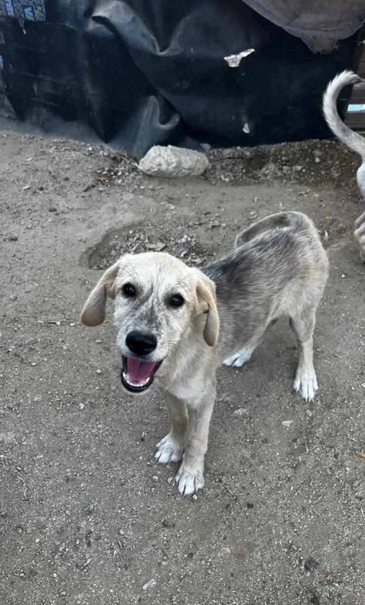 Bild 6: Jason – ein liebevoller Hundejunge wartet auf seine Chance