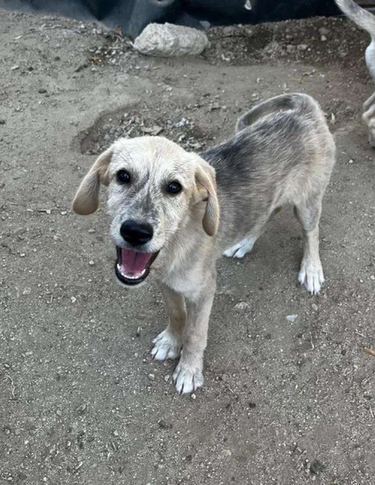 Bild 6: Jason – ein liebevoller Hundejunge wartet auf seine Chance