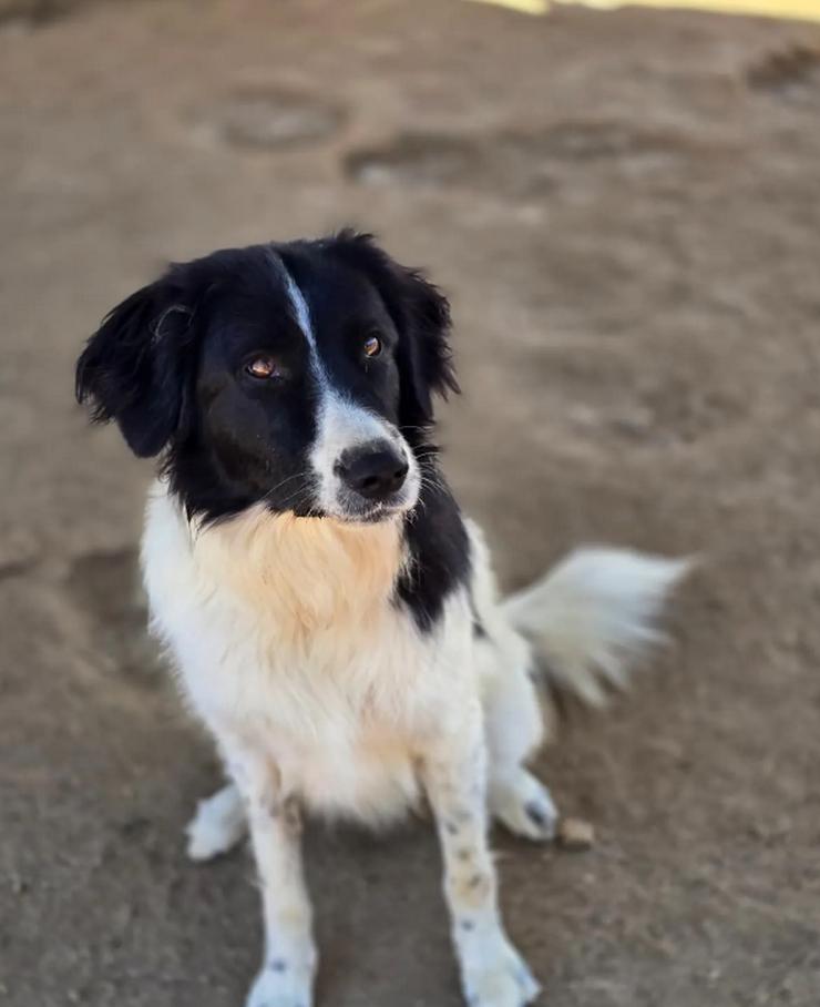 Bild 4: Aline – bezaubernde Hundedame sucht ihr Glück