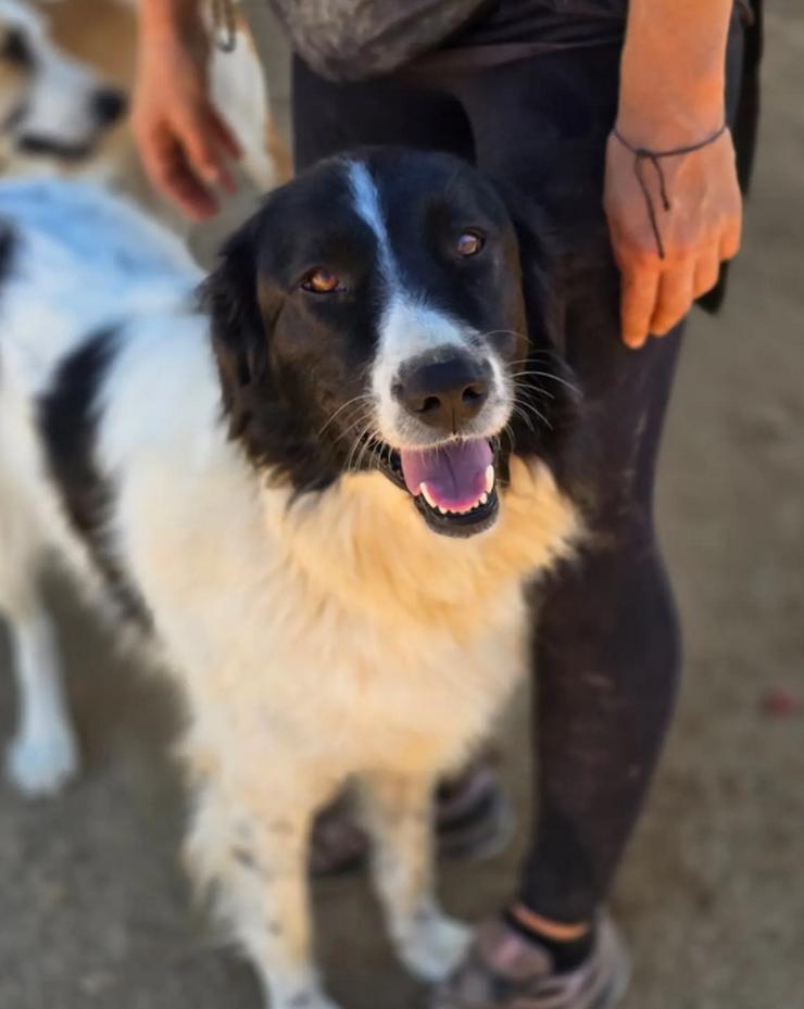 Bild 2: Aline – bezaubernde Hundedame sucht ihr Glück