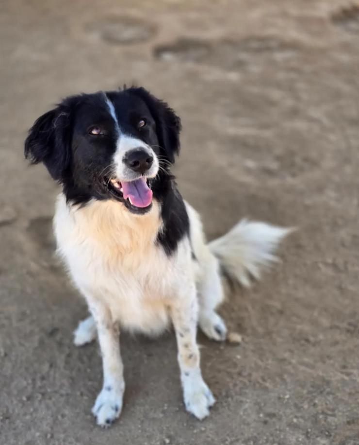 Bild 3: Aline – bezaubernde Hundedame sucht ihr Glück