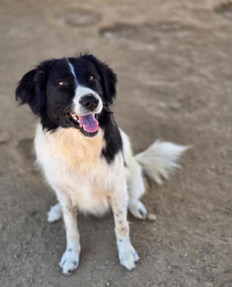 Aline – bezaubernde Hundedame sucht ihr Glück - Mischlingshunde - Bild 1