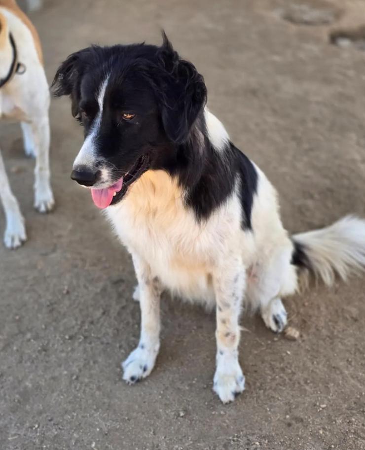 Bild 5: Aline – bezaubernde Hundedame sucht ihr Glück