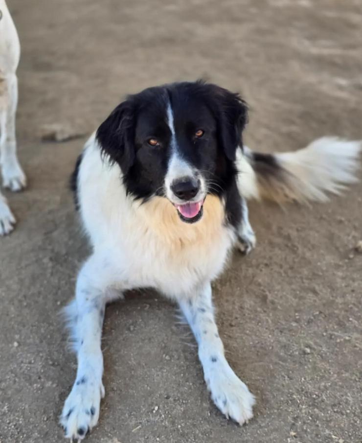 Bild 6: Aline – bezaubernde Hundedame sucht ihr Glück