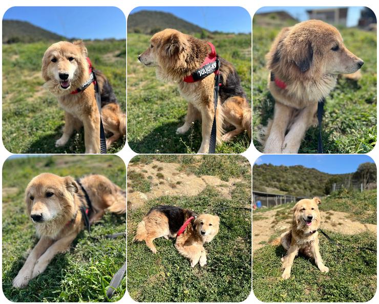 Arktos sucht warmes Für-immer-Körbchen