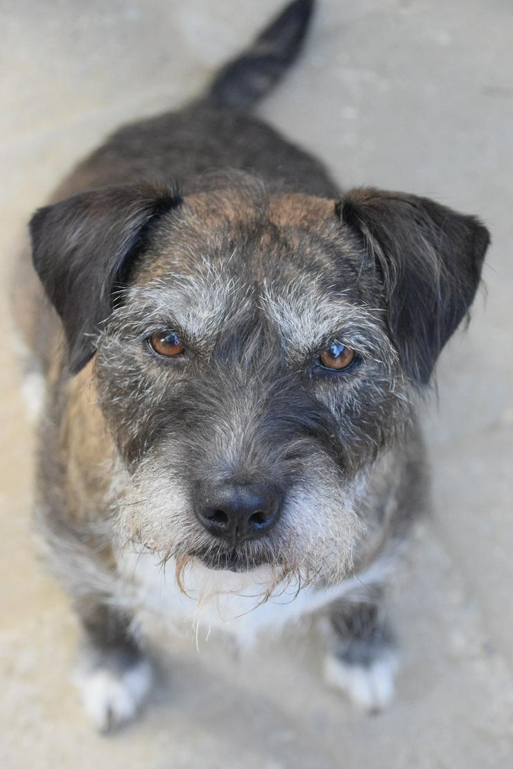 Bild 2: Miss Sophie ist eine bezaubernde Seniorin, die ein neues Zuhause sucht.