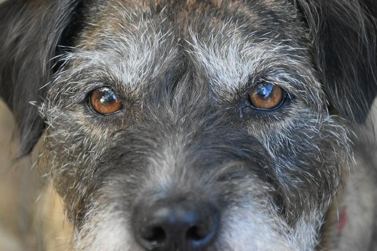 Miss Sophie ist eine bezaubernde Seniorin, die ein neues Zuhause sucht.