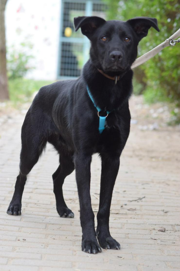 Bild 3: Lindt, ein charmanter Labrador-Mix, ist auf der Suche nach einem liebevollen Zuhause. 