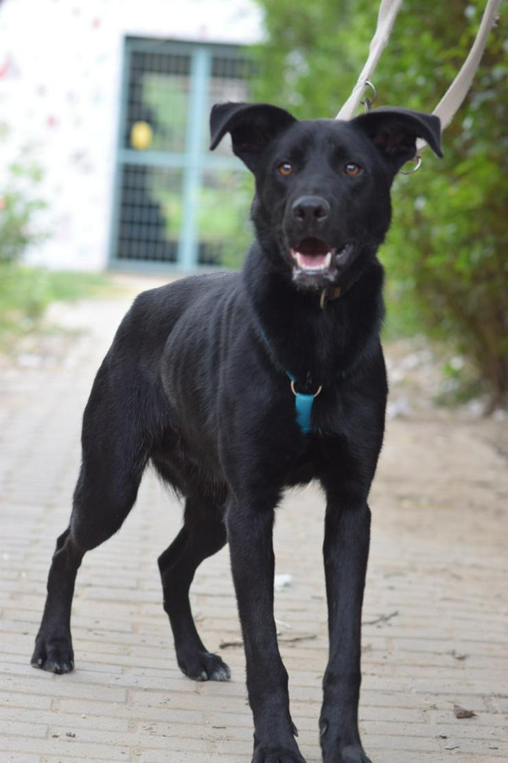 Lindt, ein charmanter Labrador-Mix, ist auf der Suche nach einem liebevollen Zuhause. 