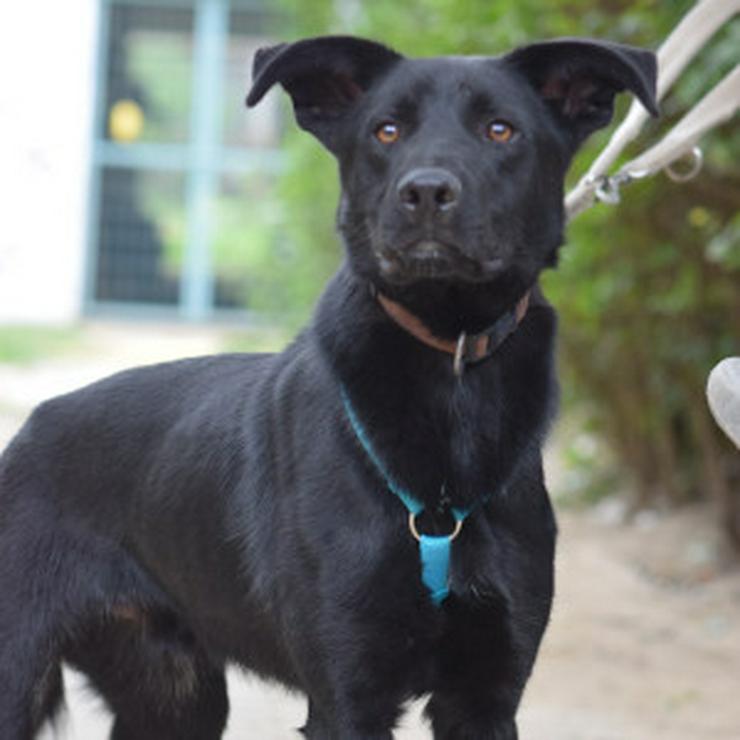 Bild 10: Lindt, ein charmanter Labrador-Mix, ist auf der Suche nach einem liebevollen Zuhause. 
