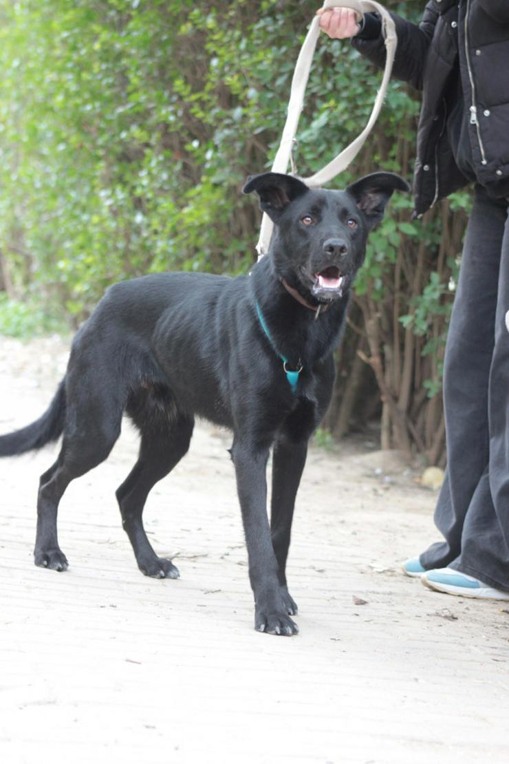 Bild 4: Lindt, ein charmanter Labrador-Mix, ist auf der Suche nach einem liebevollen Zuhause. 