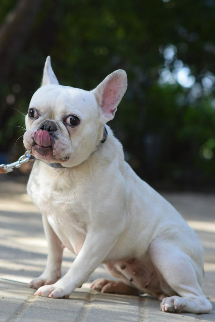 Bild 7: Bijou ist eine entzückende französische Bulldogge.