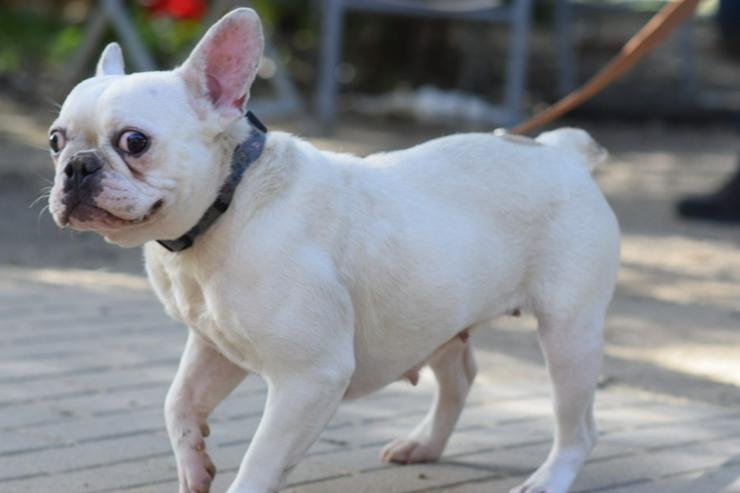 Bild 6: Bijou ist eine entzückende französische Bulldogge.