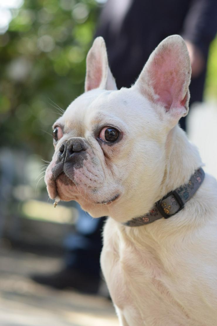 Bild 10: Bijou ist eine entzückende französische Bulldogge.