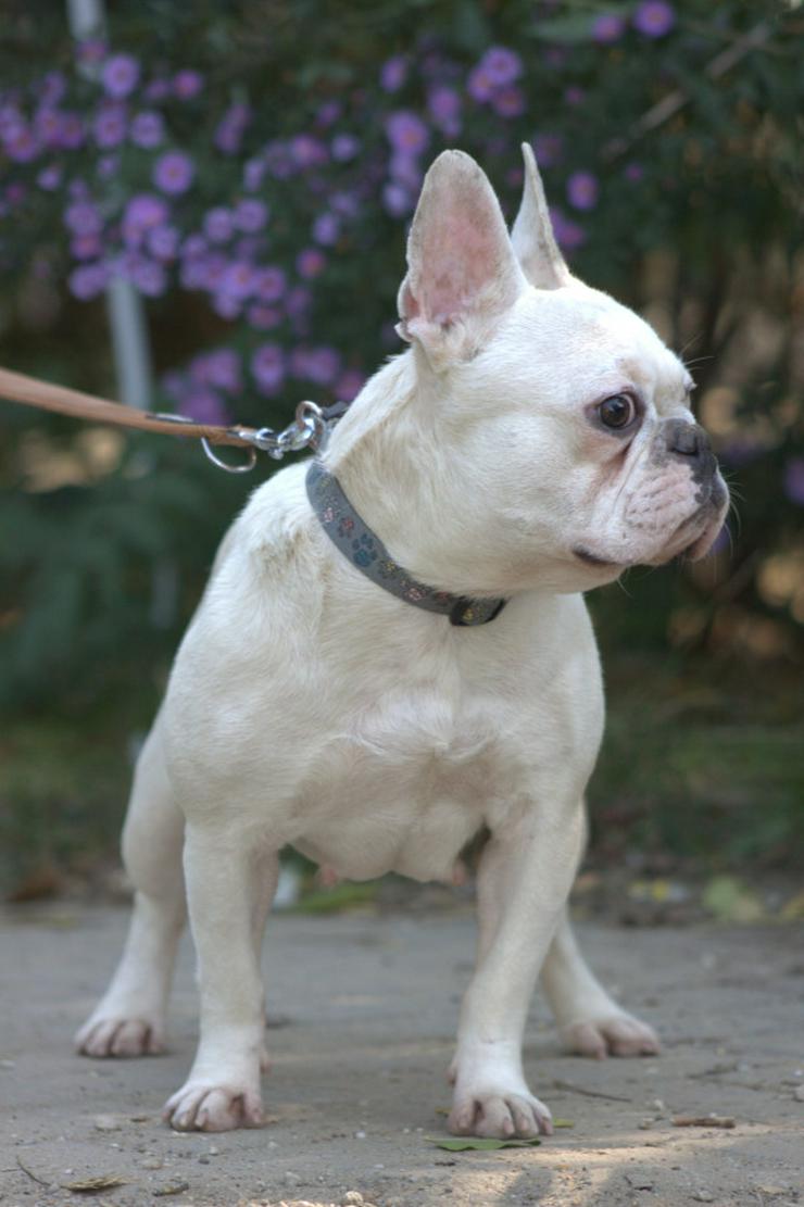 Bild 8: Bijou ist eine entzückende französische Bulldogge.