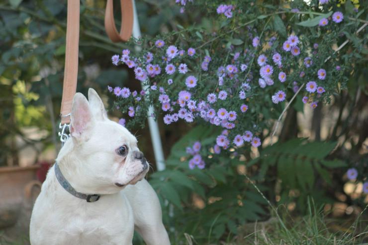 Bild 3: Bijou ist eine entzückende französische Bulldogge.