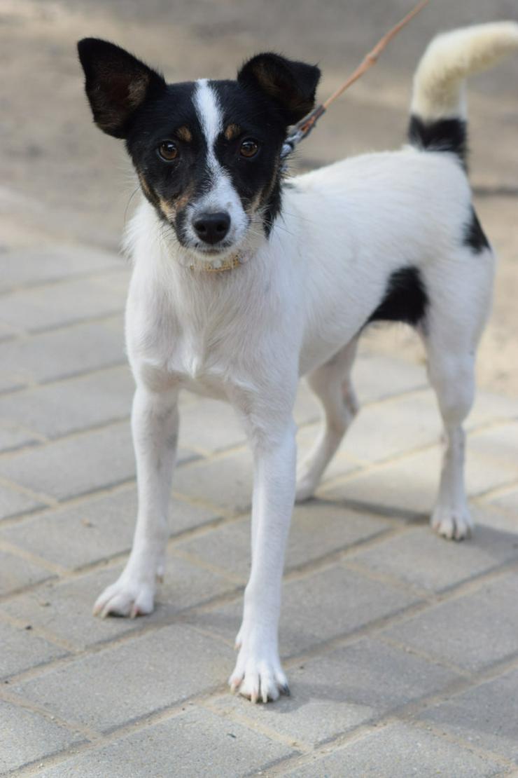 Bild 6: Gizi ist eine charmante Terrier Mischlingshündin, die ein neues Zuhause sucht. 