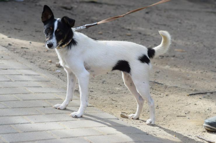 Bild 7: Gizi ist eine charmante Terrier Mischlingshündin, die ein neues Zuhause sucht. 