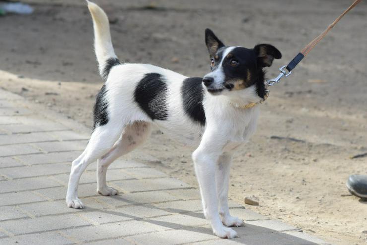 Bild 8: Gizi ist eine charmante Terrier Mischlingshündin, die ein neues Zuhause sucht. 