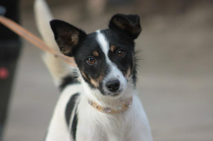 Gizi ist eine charmante Terrier Mischlingshündin, die ein neues Zuhause sucht. 