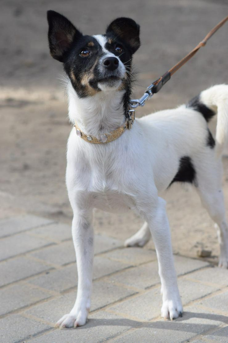 Bild 2: Gizi ist eine charmante Terrier Mischlingshündin, die ein neues Zuhause sucht. 