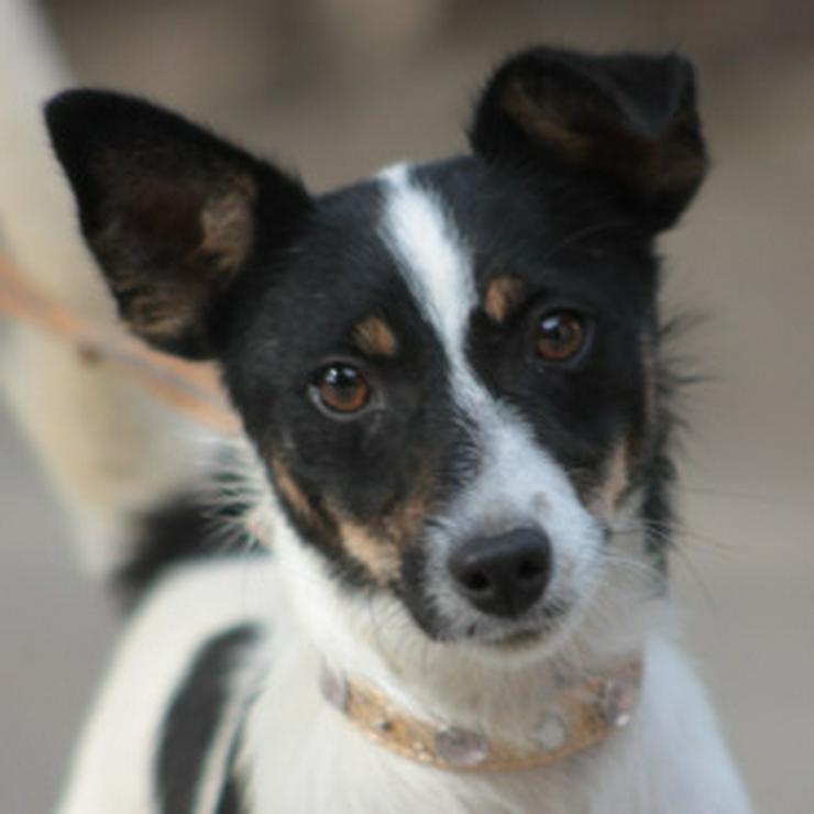 Bild 11: Gizi ist eine charmante Terrier Mischlingshündin, die ein neues Zuhause sucht. 
