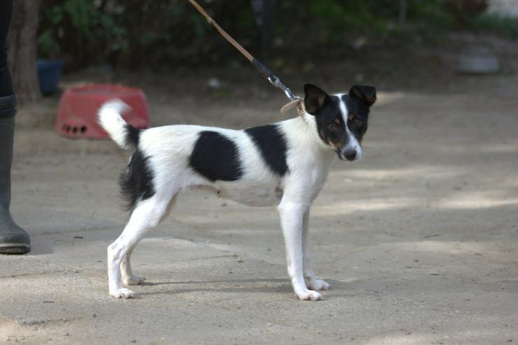 Bild 4: Gizi ist eine charmante Terrier Mischlingshündin, die ein neues Zuhause sucht. 