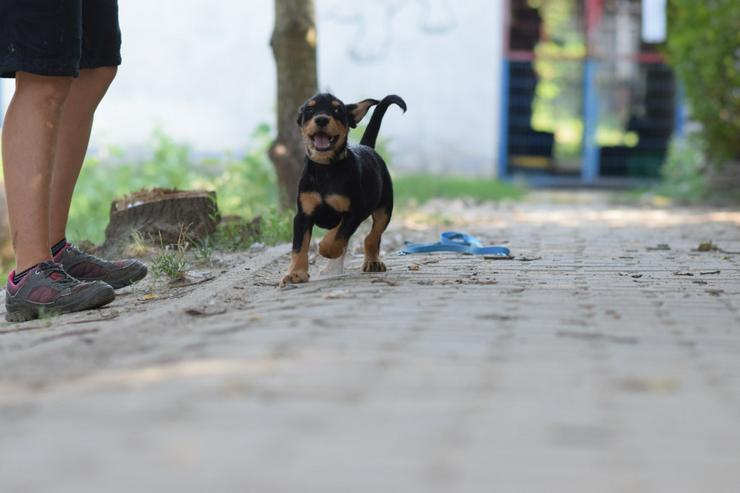 Bild 9: Ozzy ist ein kleiner Hundemann, der ein liebevolles Zuhause sucht.