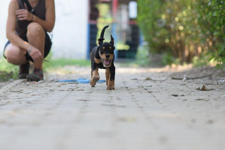 Bild 8: Ozzy ist ein kleiner Hundemann, der ein liebevolles Zuhause sucht.