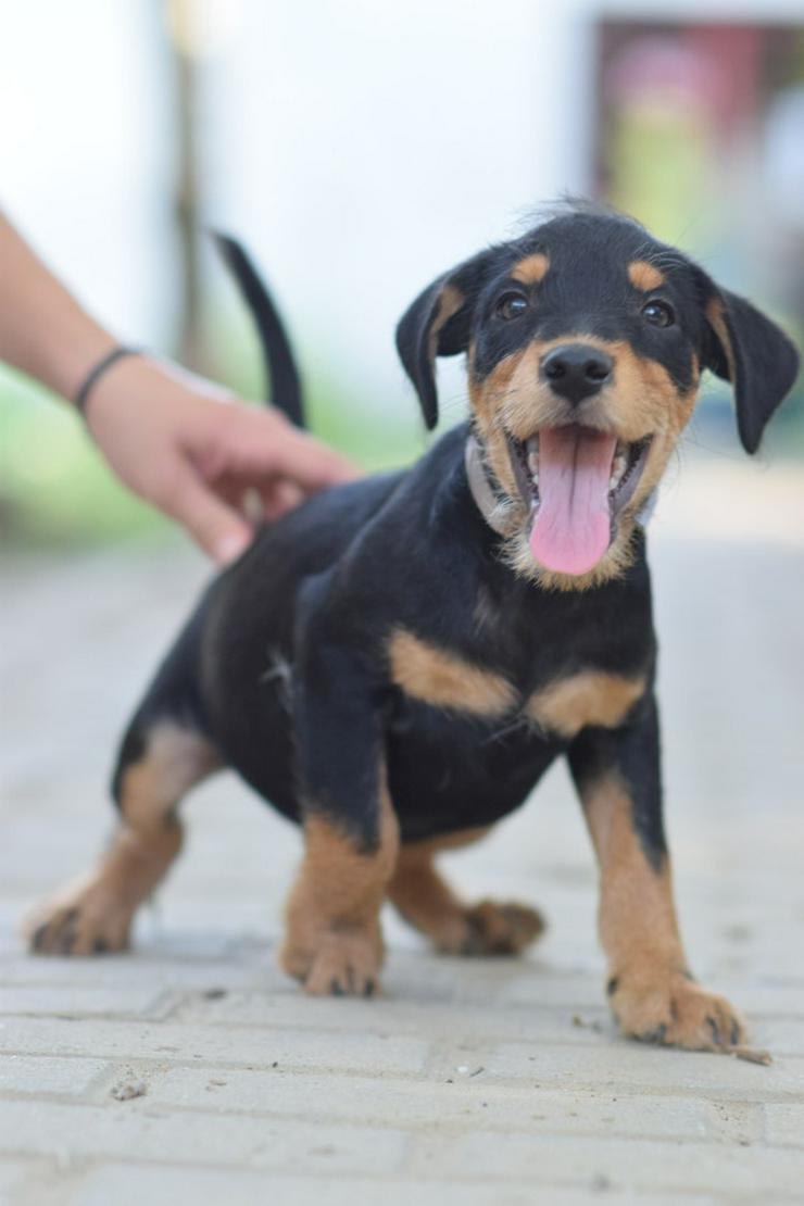 Bild 6: Ozzy ist ein kleiner Hundemann, der ein liebevolles Zuhause sucht.