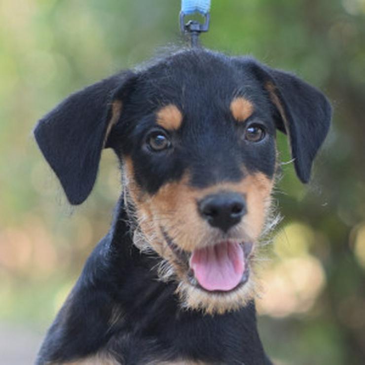 Bild 10: Ozzy ist ein kleiner Hundemann, der ein liebevolles Zuhause sucht.