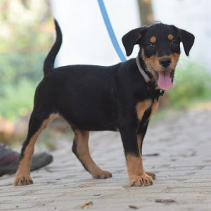 Bild 11: Ozzy ist ein kleiner Hundemann, der ein liebevolles Zuhause sucht.