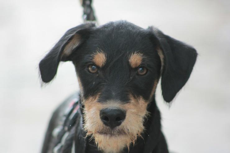 Ozzy ist ein kleiner Hundemann, der ein liebevolles Zuhause sucht.