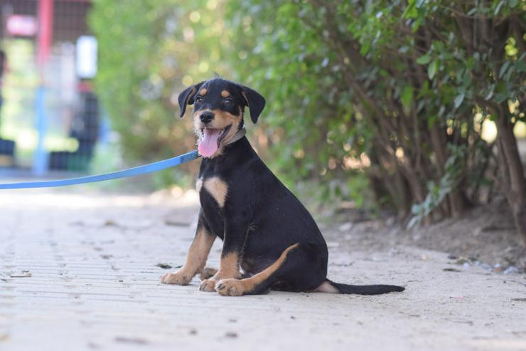 Bild 5: Ozzy ist ein kleiner Hundemann, der ein liebevolles Zuhause sucht.